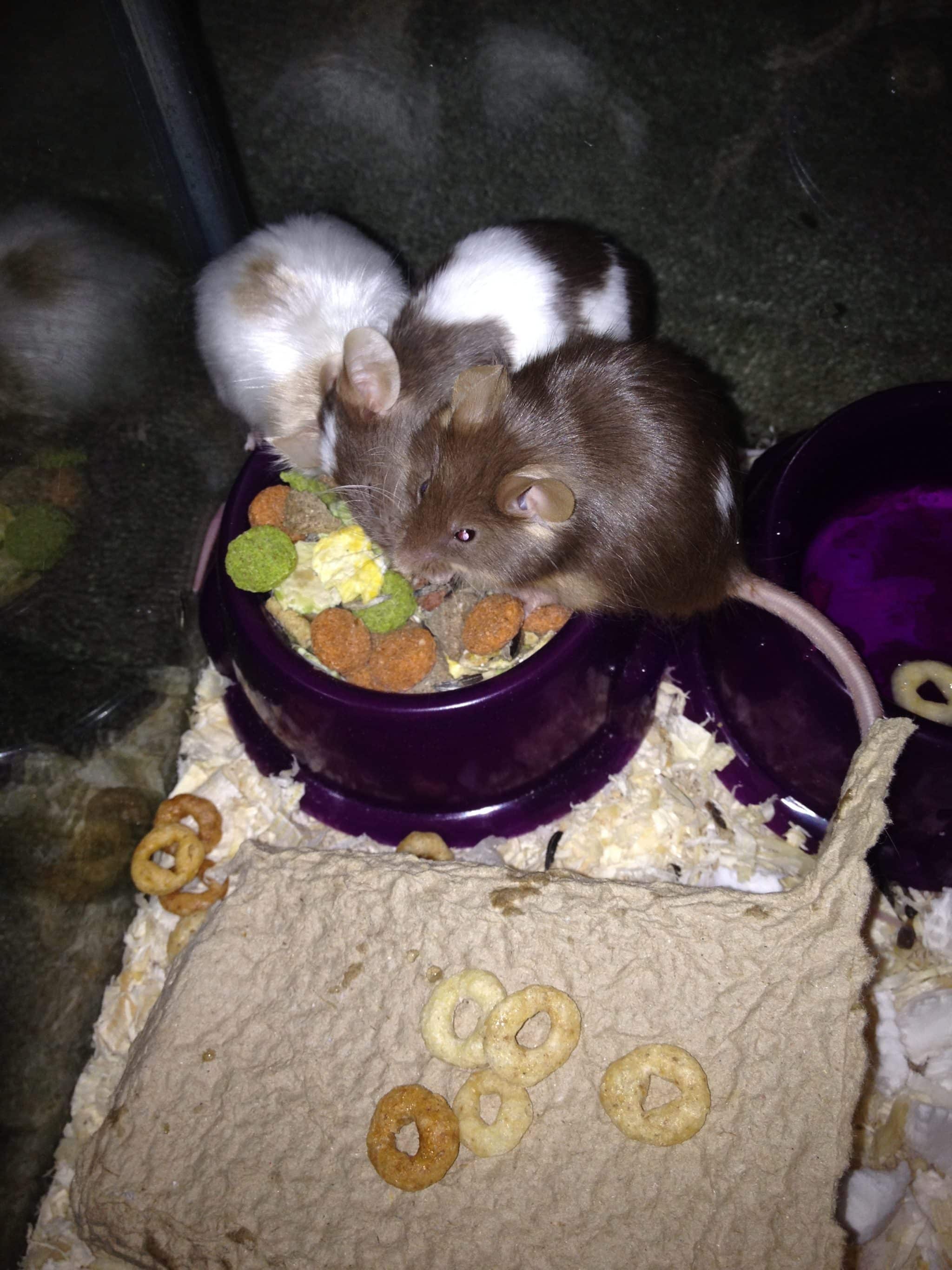 What Do Pet Mice Eat Here s What I Feed Mine Pet Mice Blog co uk