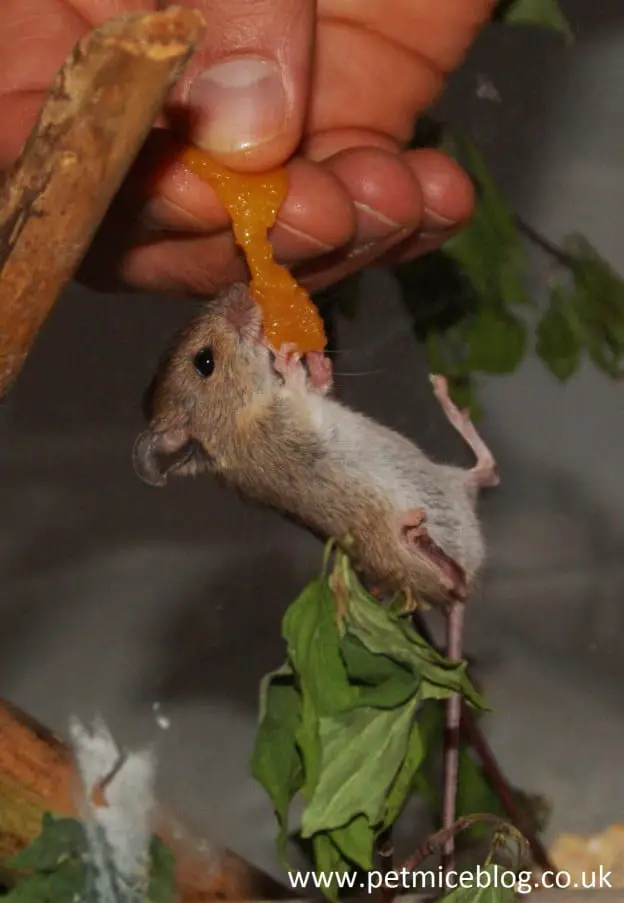Mice Information Archives Pet Mice Blog.co.uk
