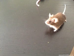 Brown pet mouse