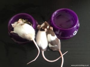 Pet Mice eating and drinking