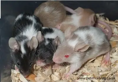 Pet mice lifespan