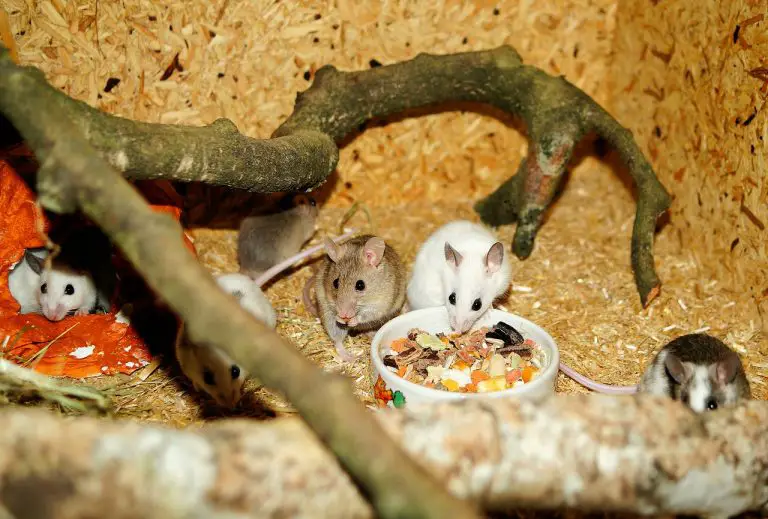 What Do Pet Mice Eat? (Here's What I Feed Mine) Pet Mice Blog.co.uk