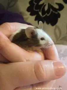 Handling a pet mouse