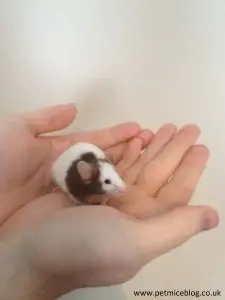 Mice as Pets - Someone holding a pet mouse