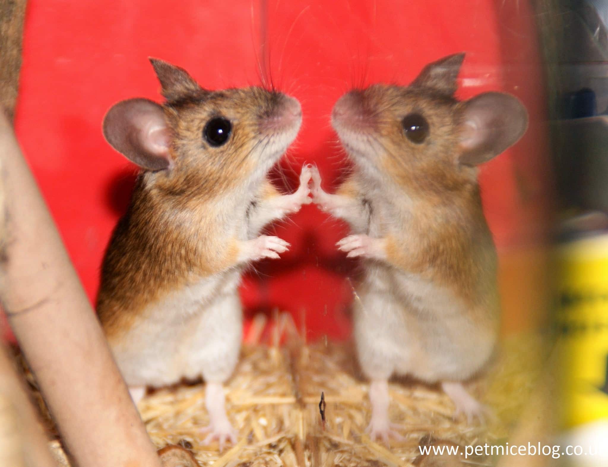 Facts about Mice: 10 Interesting Mice Facts - Pet Mice Blog.co.uk