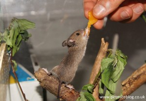 Mouse taking some food from someone