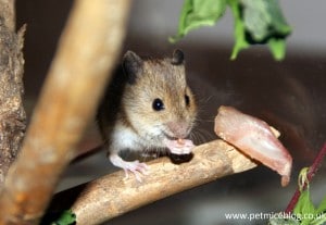 Mice as pets the pros and cons