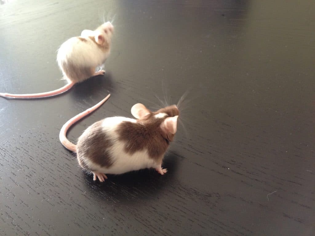 How Long Do Pet Mice Live Uk at Virginia Wakefield blog