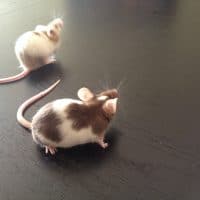 mice in each others company