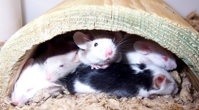 best-mouse-bedding-materials-pet-mice-blog-co-uk