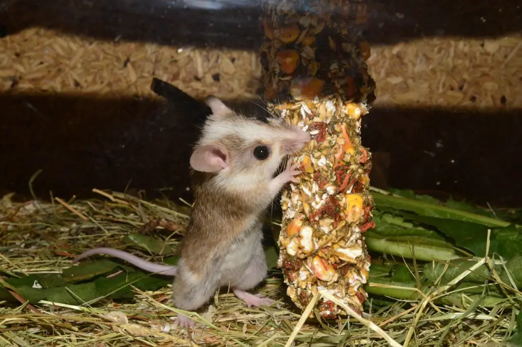 Pet Mice Fighting