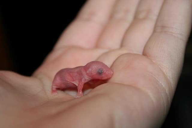 newborn mouse