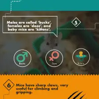 10 fun and interesting facts about fancy mice infographic