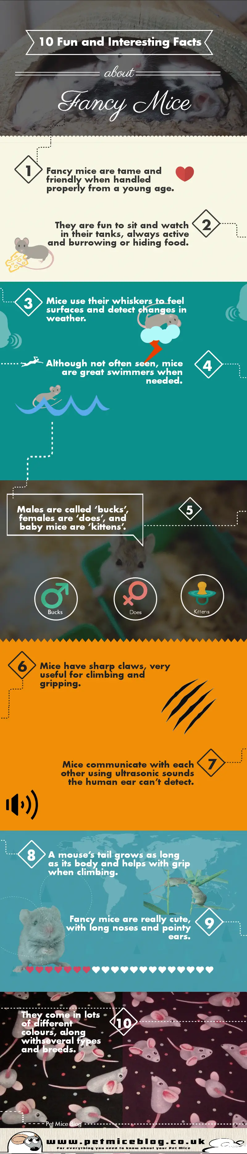 10 fun and interesting facts about fancy mice infographic
