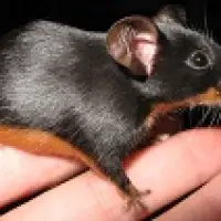 Black Tan Fancy Mice Color