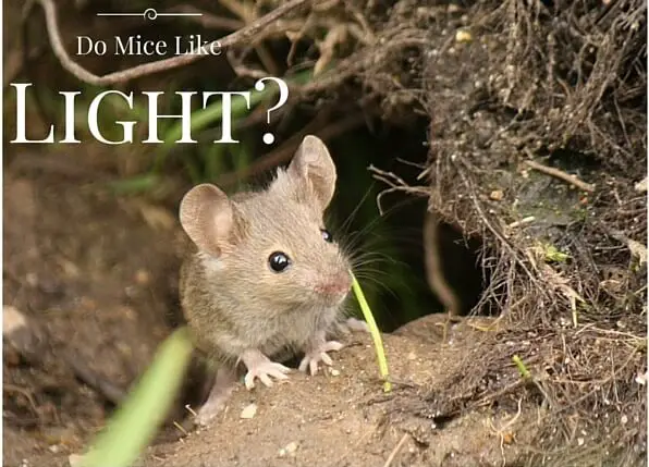 Do Mice Like Light