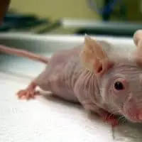 Hairless nude furless bald mouse