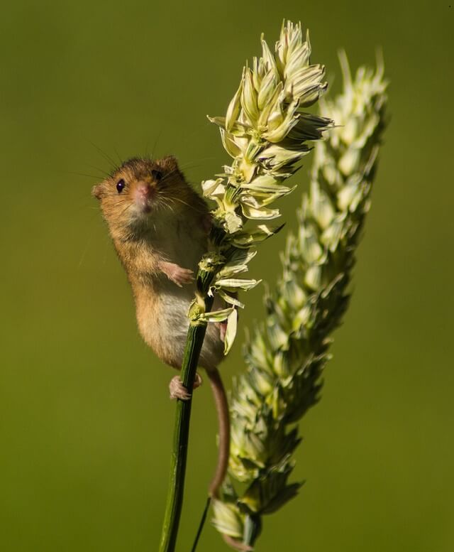 Harvest Mice As Pets Pet Mice Blog Co Uk