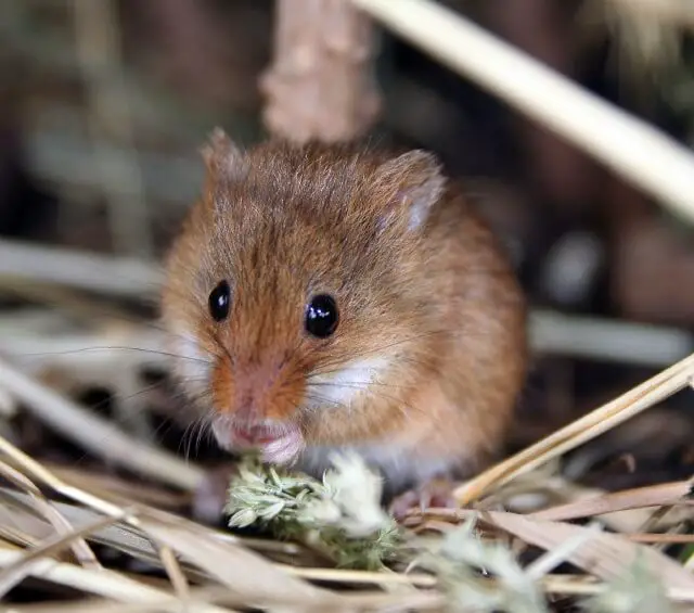 Harvest Mice As Pets Pet Mice Blog Co Uk