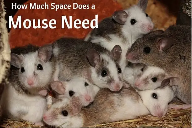 How Much Space Does a Mouse Need