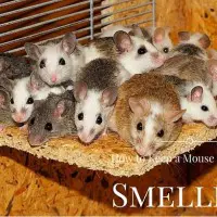 How to Keep a Mouse Cage from Smelling
