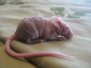The hairless mouse