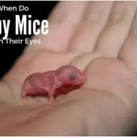 When Do Baby Mice Open Their Eyes