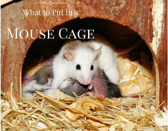 what-to-put-in-a-mouse-cage-pet-mice-blog-co-uk