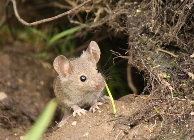 How long does a mouse live uk