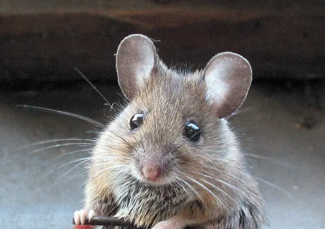 Dumbo Mice Cute with Big Ears