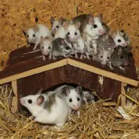 When Do Mice Build Nests