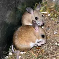 When Do Mice Mate
