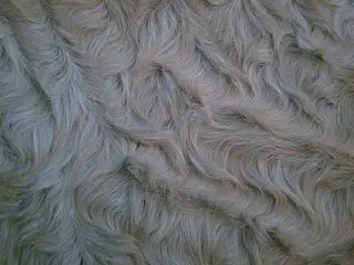 Astrex Mice Rex Gene Curly Fur