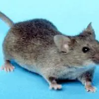 Field Mice vs House Mice Image