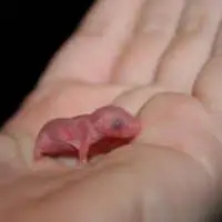 I Found a Baby Mouse What Should I Do