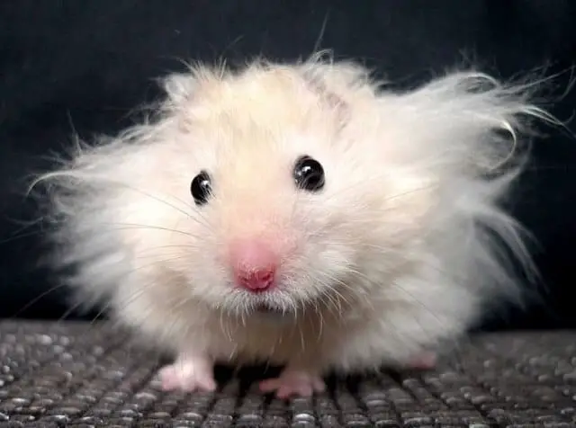 Long Haired Mouse Information and Facts
