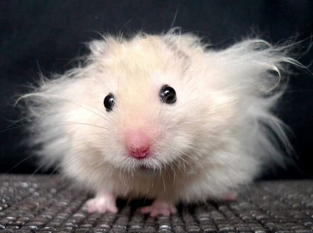 Long Haired Mouse Information And Facts 