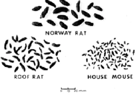Mouse Droppings Identification Made Easy
