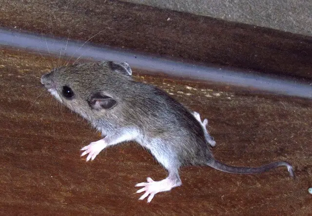 Mouse climbing across wood ledge