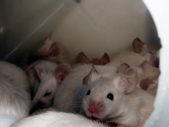 Siamese Mice Information and Facts