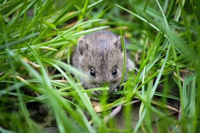 Can You Tame a Wild Baby Mouse