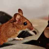 Do Dryer Sheets Work to Keep Mice Away