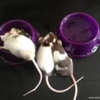 Do Mice Need to Drink Water