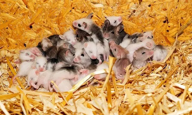 How Many Mice Is Considered an Infestation