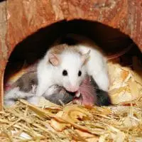 How to Tell If a Mouse Is Pregnant