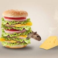 Do Mice Actually like Cheese