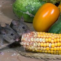 Do Mice Always Come in Pairs