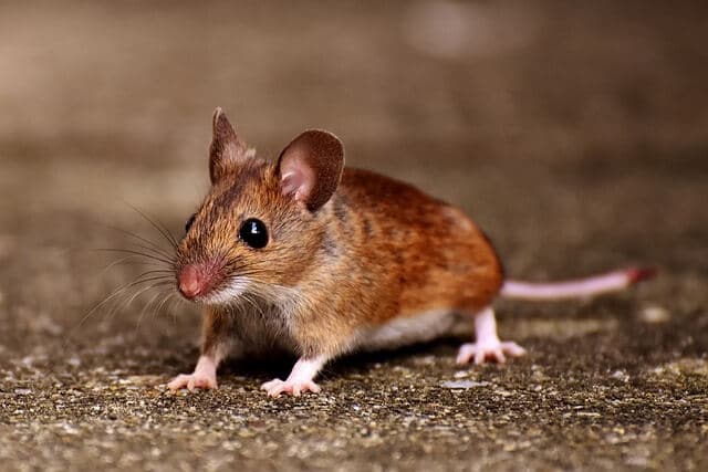 Do Mice Have Bones? (A Look at How Their Skeleton Works) - Pet Mice ...