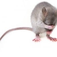 Do Mice Have Long Tails