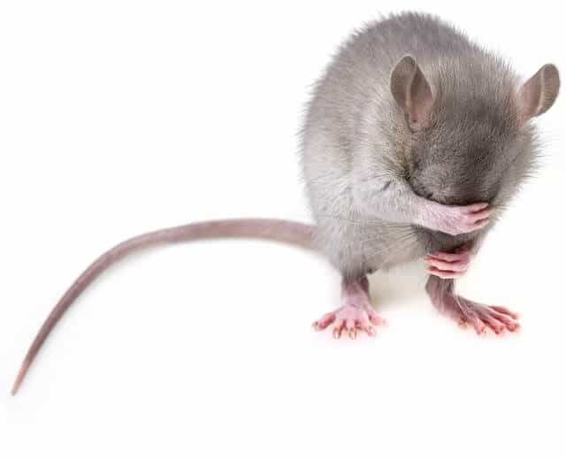 Do Mice Have Long Tails Identifying Mice By Their Tails Pet Mice 